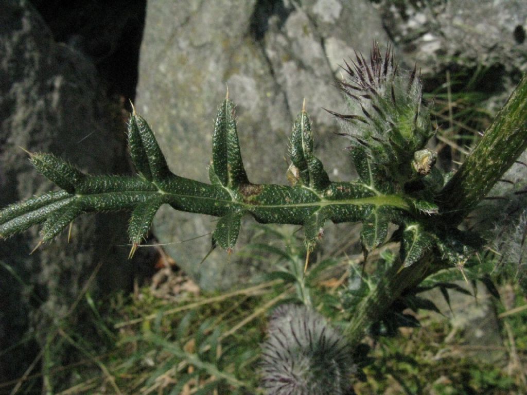 Cirsium...? Cirsium eriophorum