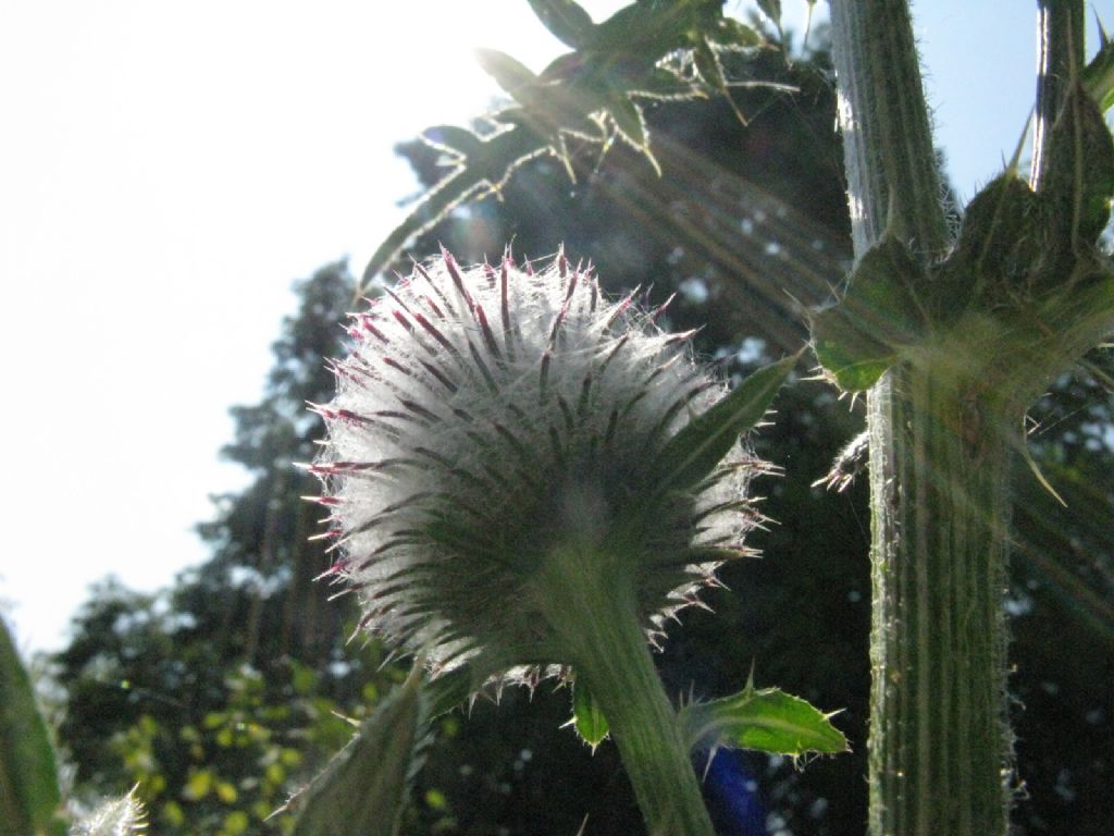 Cirsium...? Cirsium eriophorum