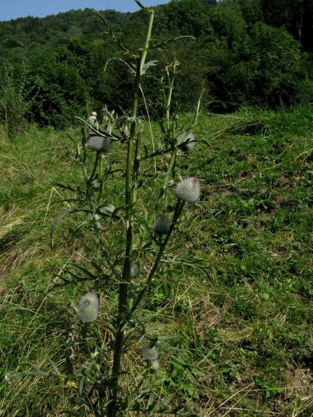 Cirsium eriophorum