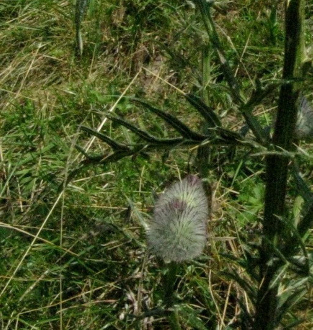 Cirsium eriophorum