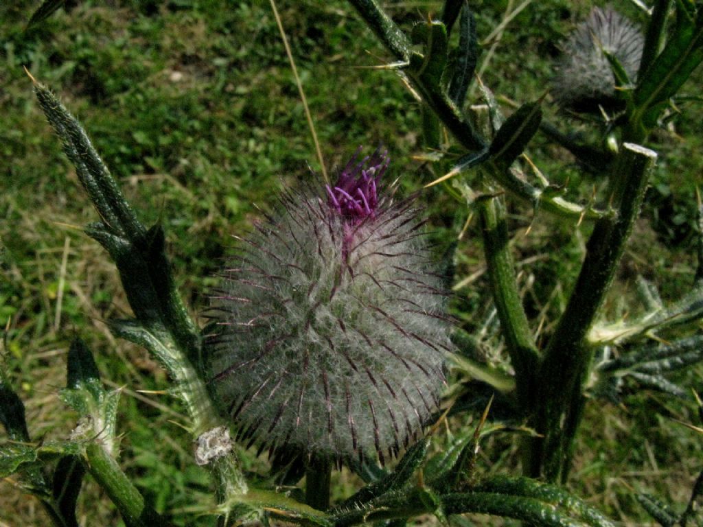 Cirsium eriophorum