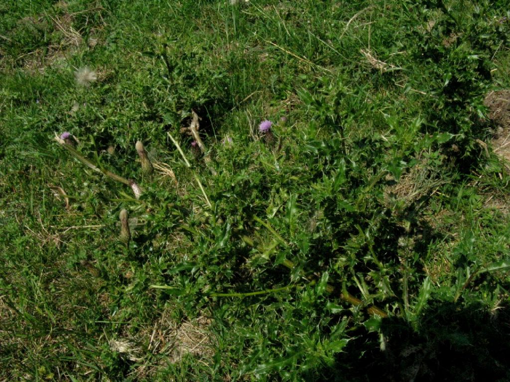 Cirsium arvense