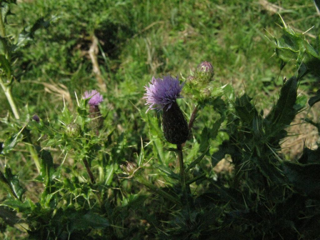 Cirsium arvense