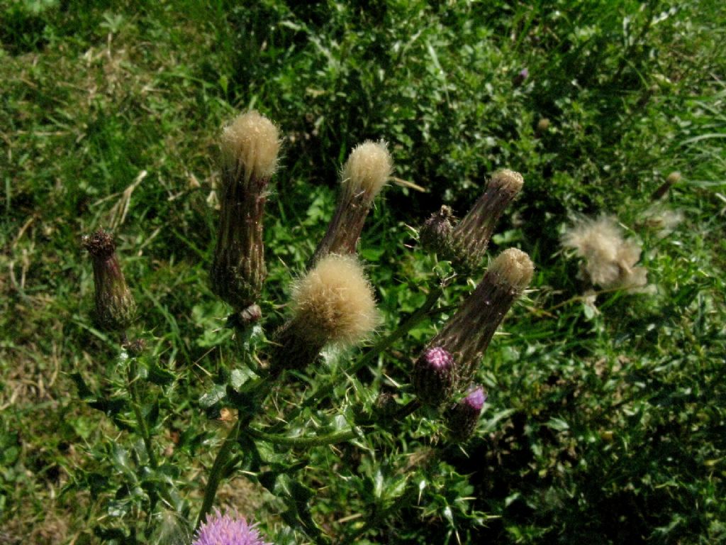 Cirsium arvense