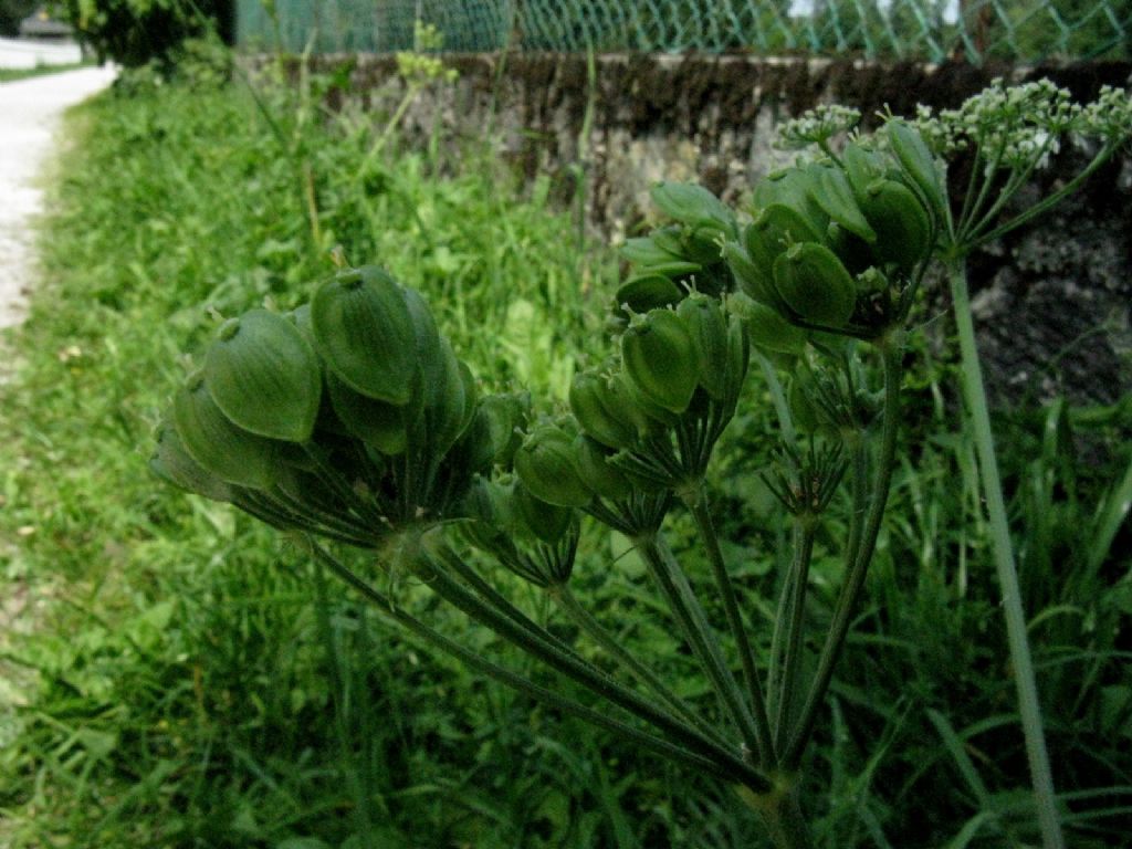Frutti di Angelica sylvestris?  No, di Heracleum sphondylium