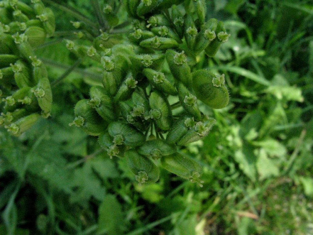 Frutti di Angelica sylvestris?  No, di Heracleum sphondylium