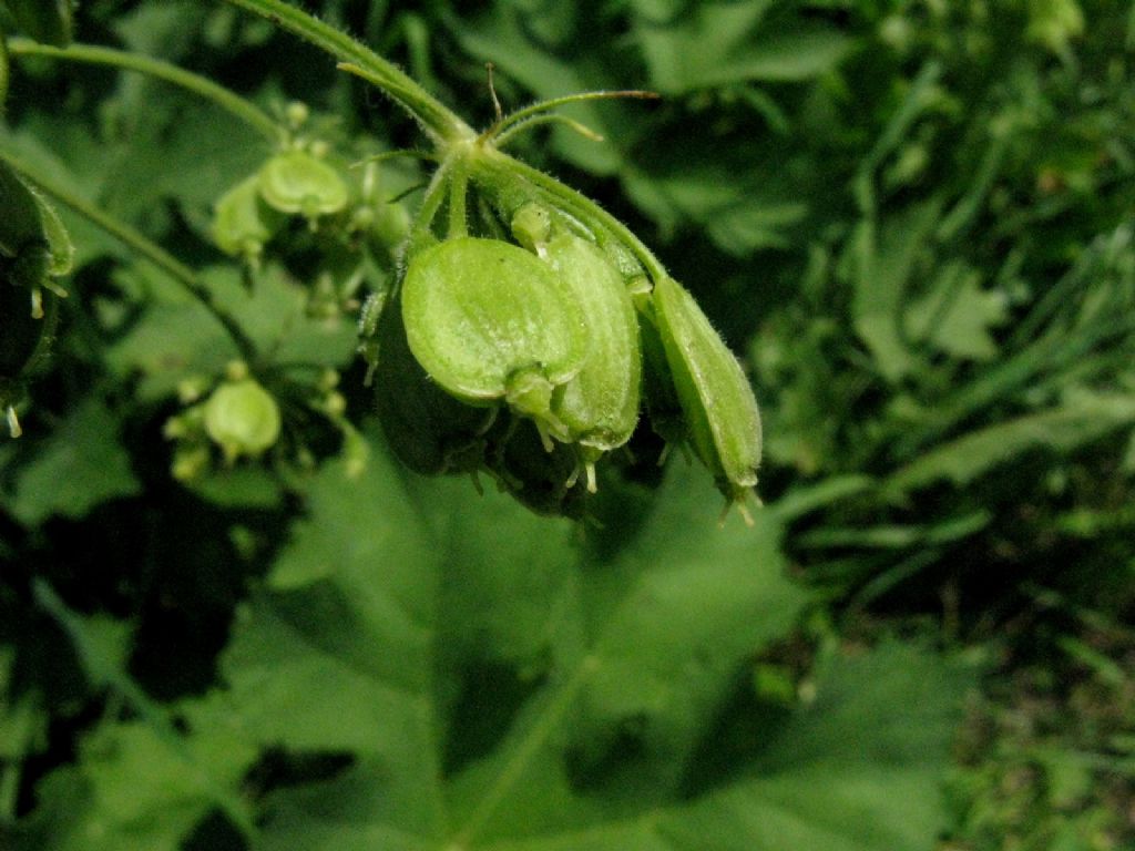 Frutti di Angelica sylvestris?  No, di Heracleum sphondylium