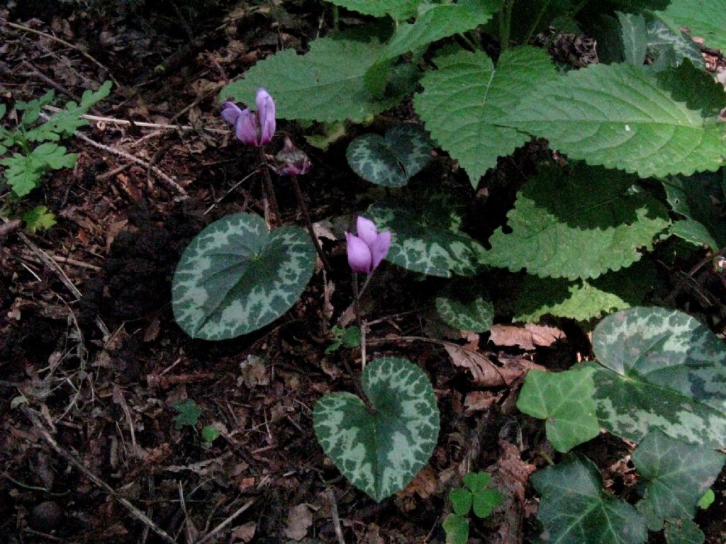 Cyclamen purpurascens?  S