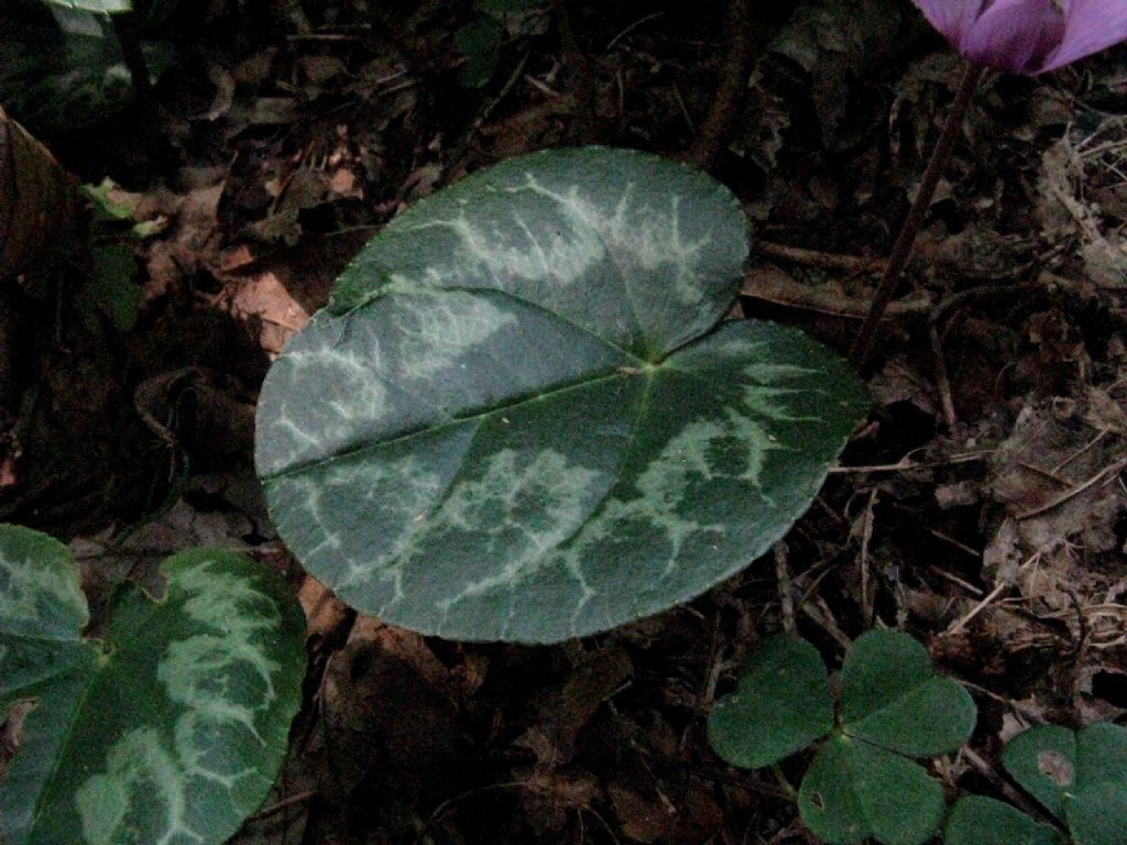 Cyclamen purpurascens?  S