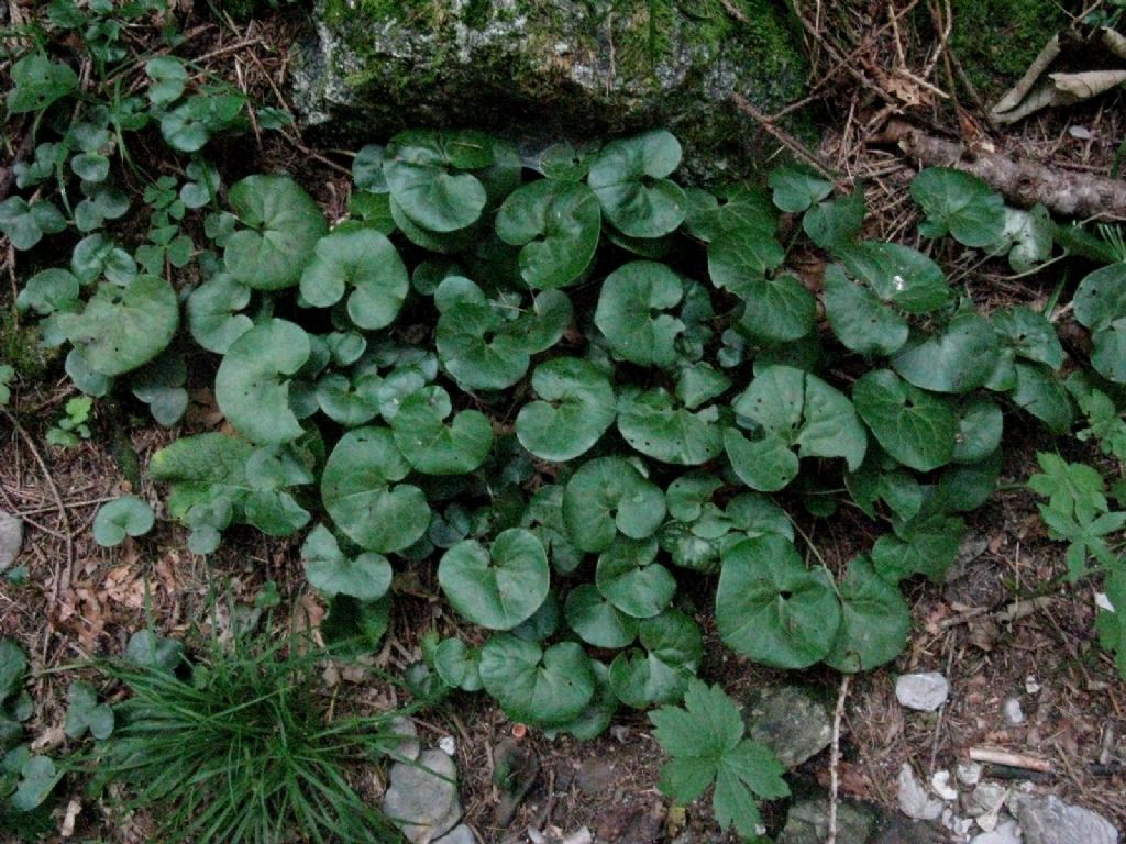 Asarum europaeum (Piperales Aristolochiaceae)
