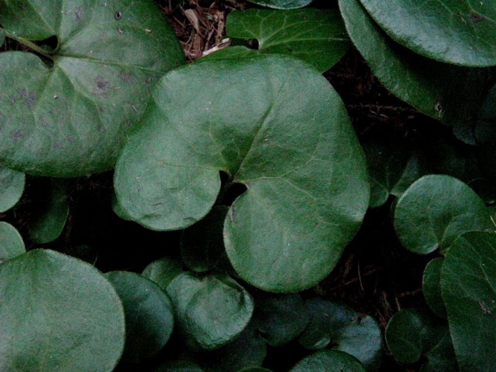 Asarum europaeum (Piperales Aristolochiaceae)