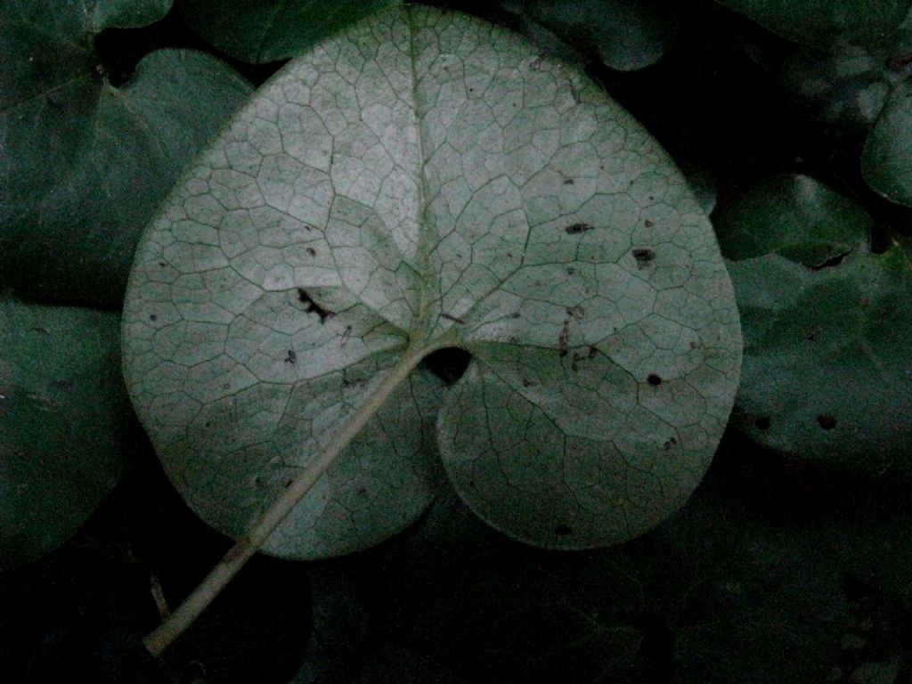 Asarum europaeum (Piperales Aristolochiaceae)