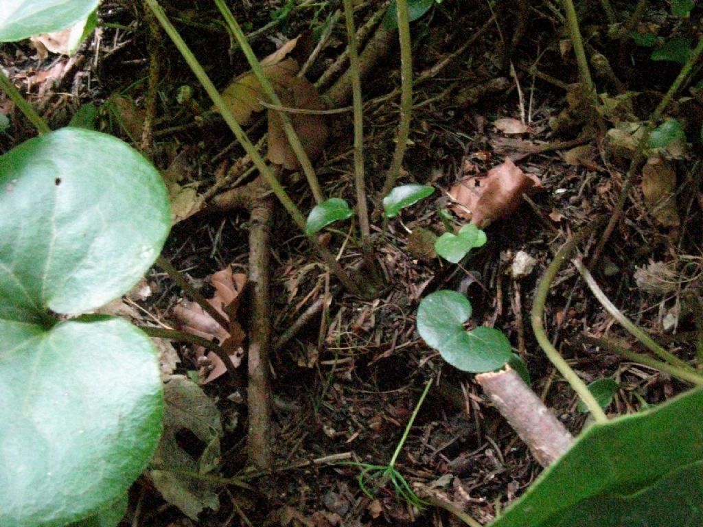 Asarum europaeum (Piperales Aristolochiaceae)