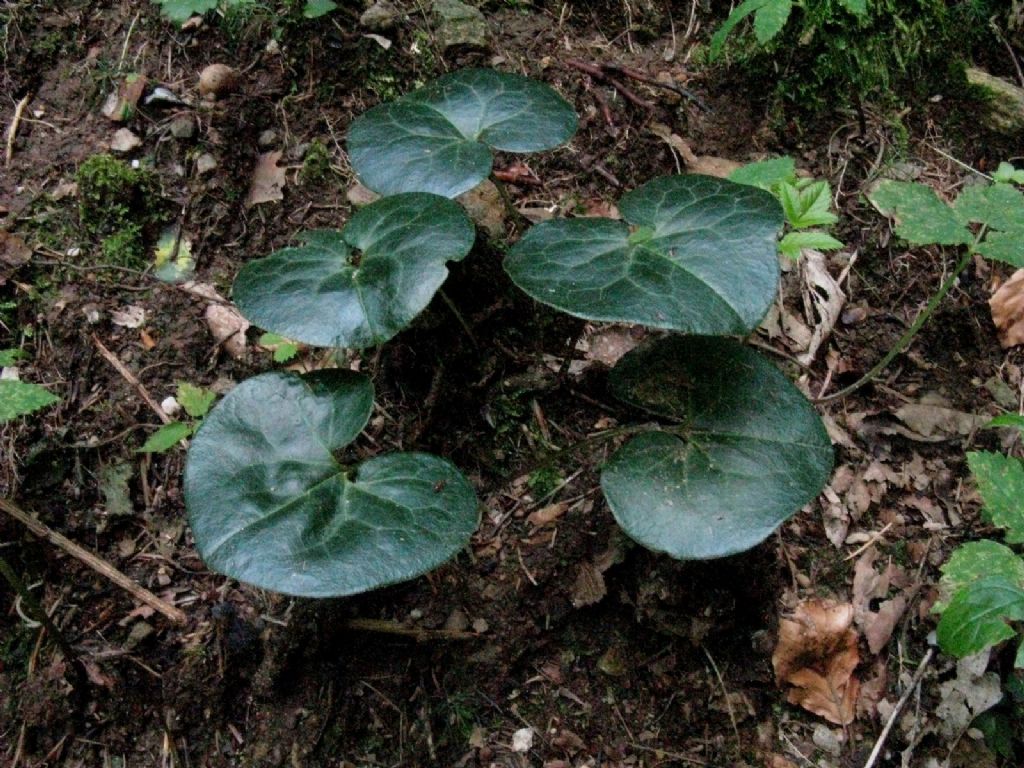 Asarum europaeum (Piperales Aristolochiaceae)