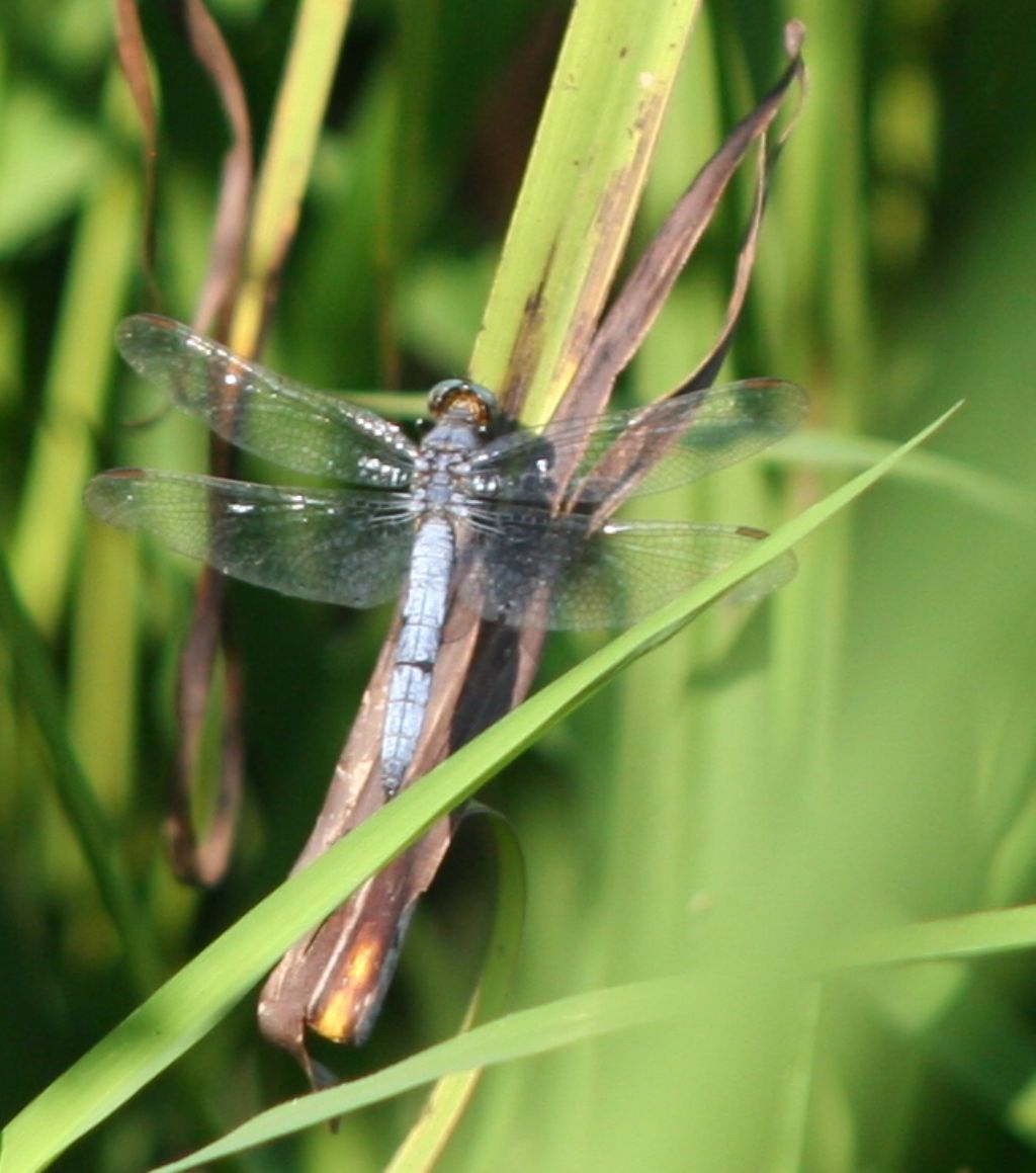 Orthetrum da identificare: O. coerulescens