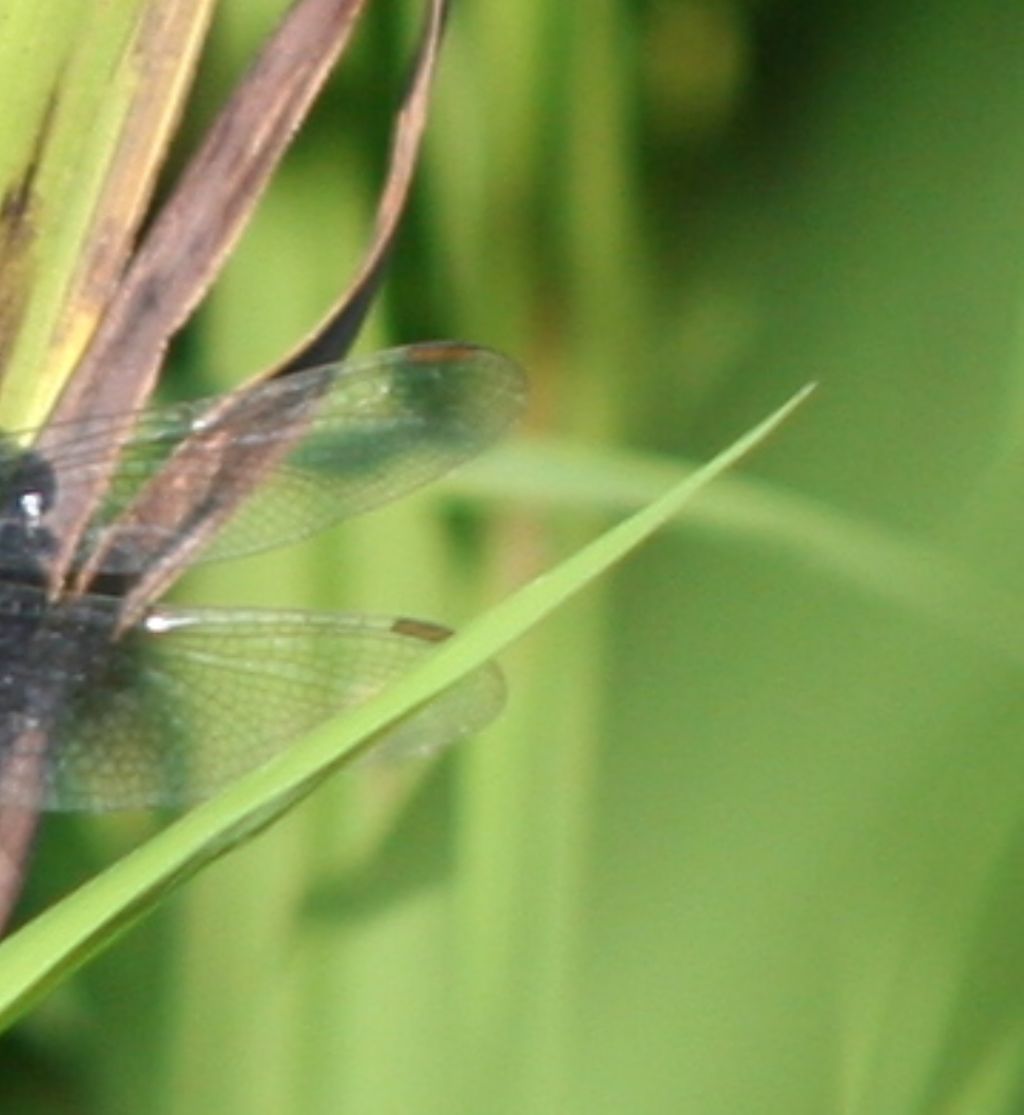 Orthetrum da identificare: O. coerulescens