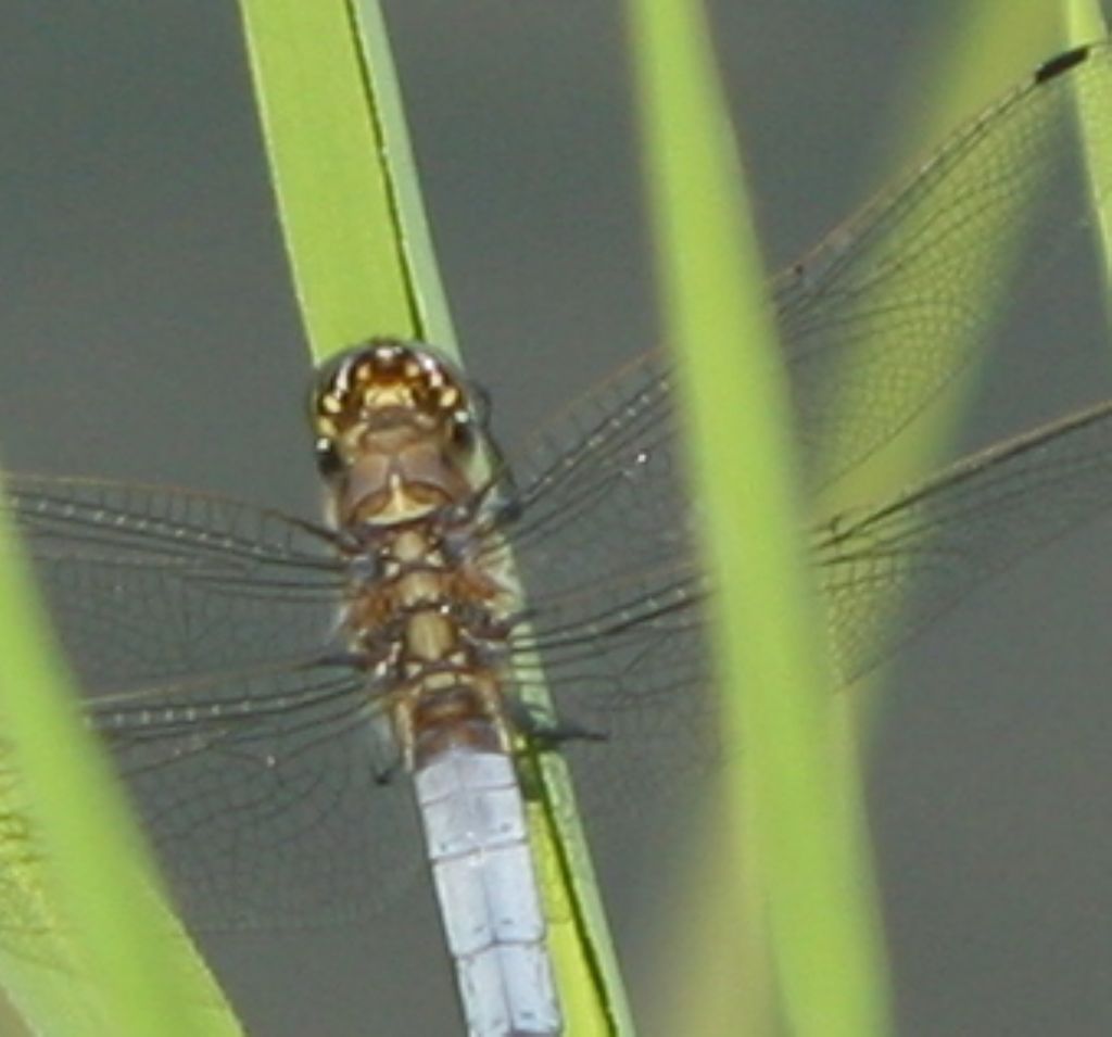 Libellula da identificare: Orthetrum cancellatum