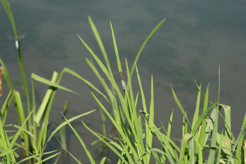 Libellula da identificare: Orthetrum cancellatum