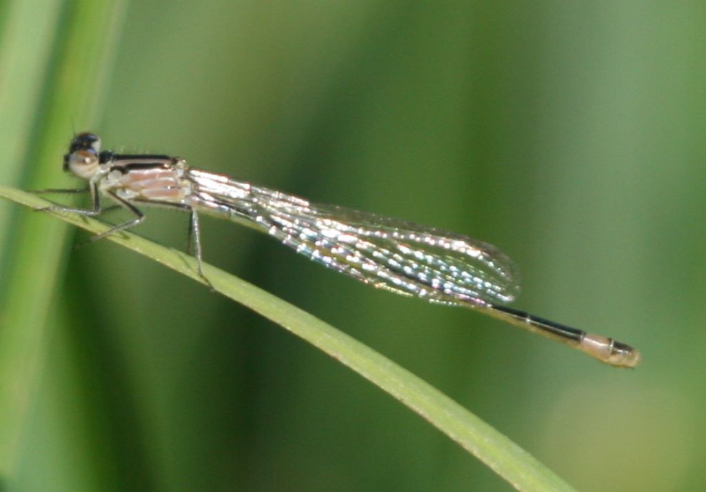 Ischnura elegans femmina neosfarfallata?