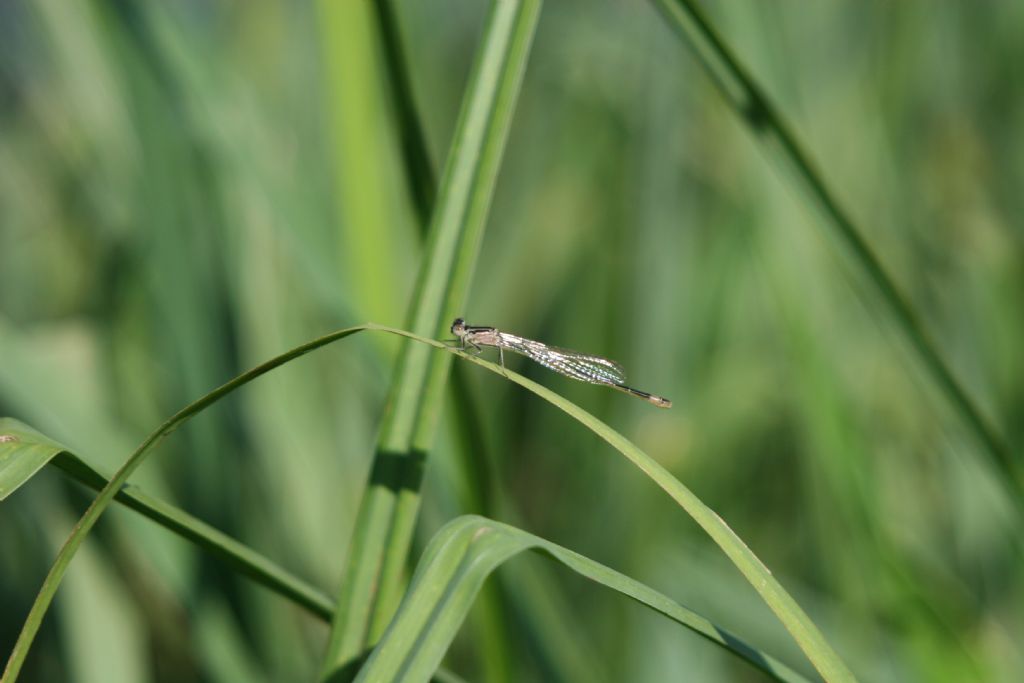 Ischnura elegans femmina neosfarfallata?