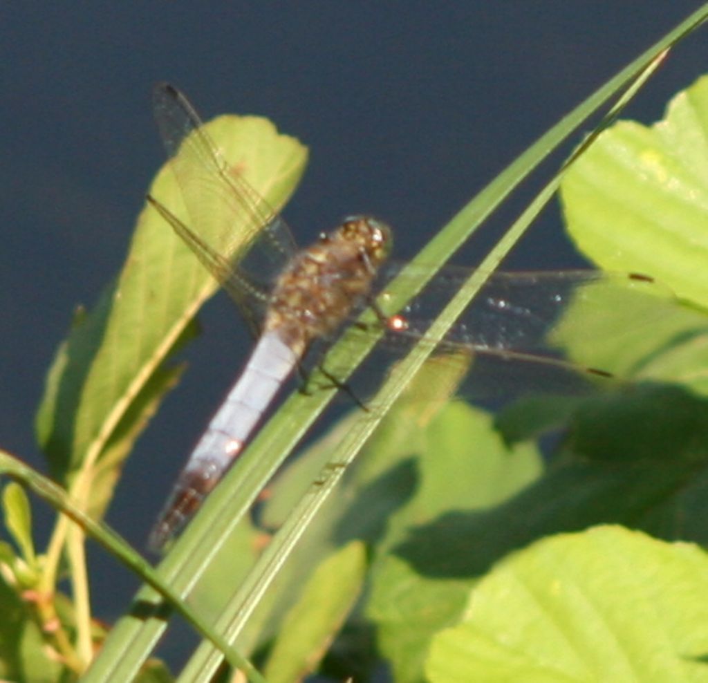 Orthetrum...? - Orthetrum cancellatum