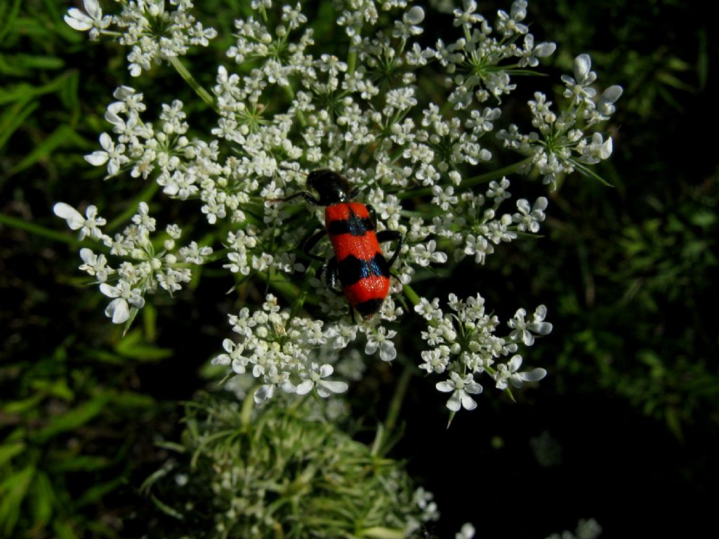 Cleridae: Trichodes apiarius