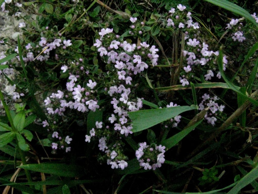 Origano...? No, Thymus sp.