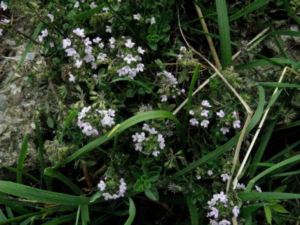 Origano...? No, Thymus sp.