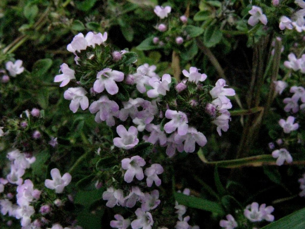 Origano...? No, Thymus sp.