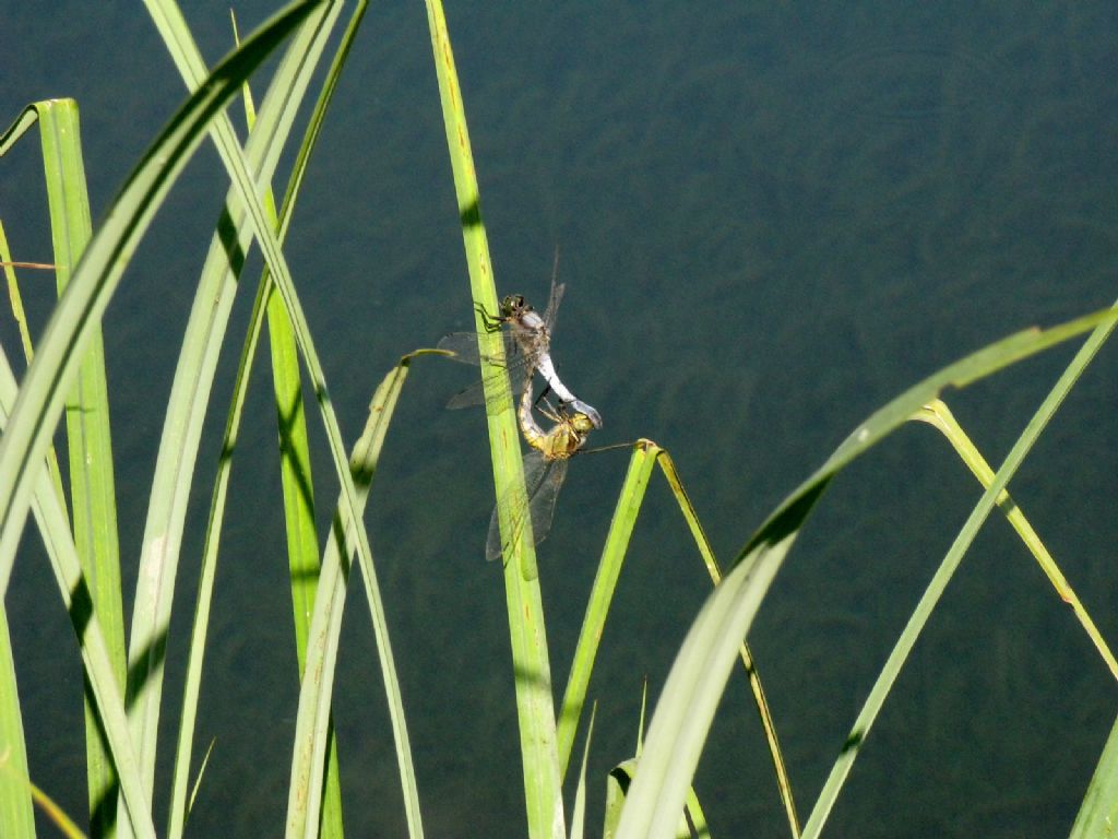 Coppia di Orthetrum cancellatum?  S