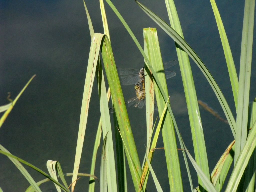 Coppia di Orthetrum cancellatum?  S