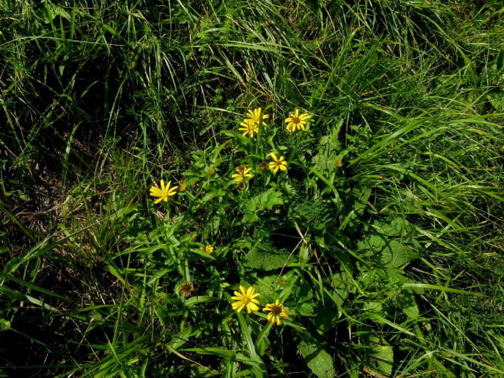 Buphthalmum salicifolium