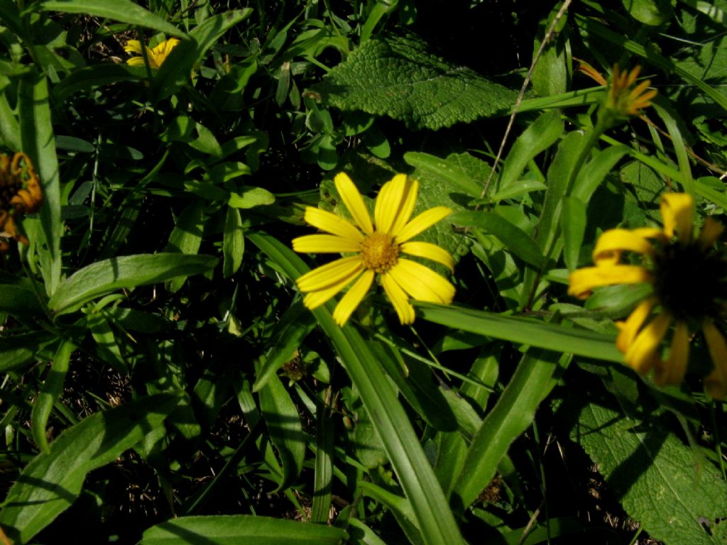 Buphthalmum salicifolium