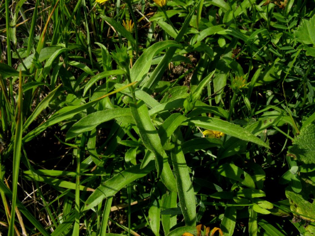 Buphthalmum salicifolium