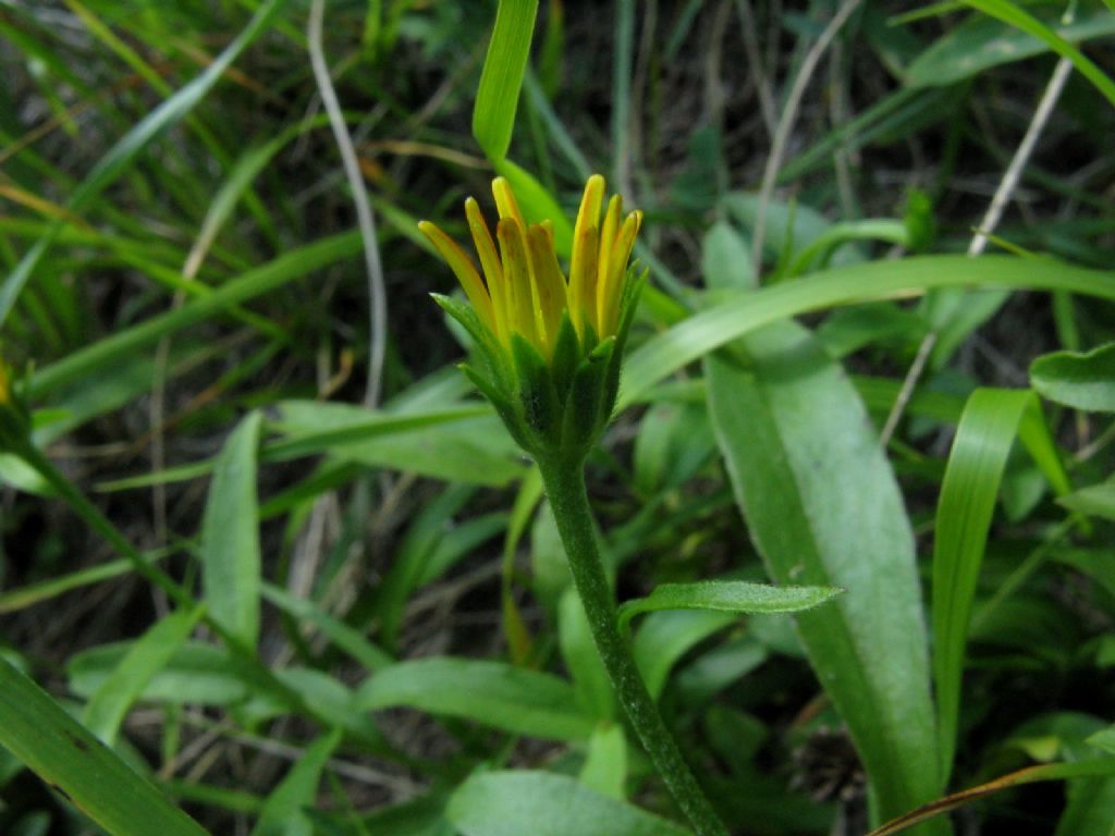 Buphthalmum salicifolium