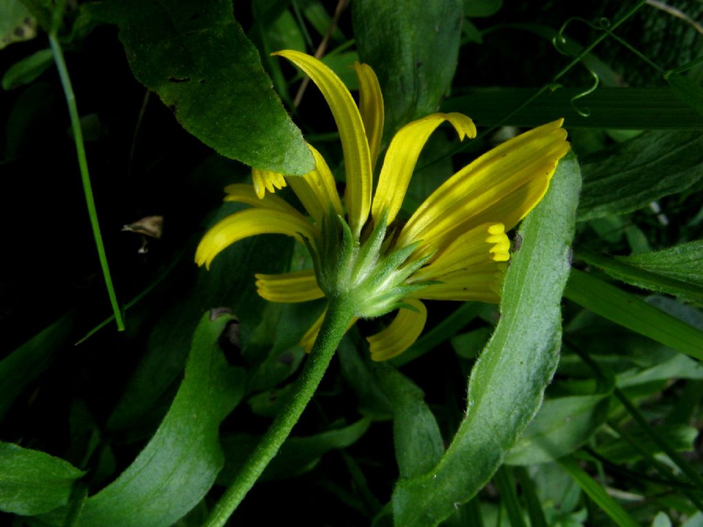 Buphthalmum salicifolium