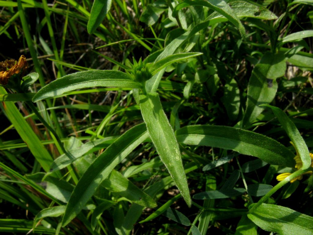 Buphthalmum salicifolium