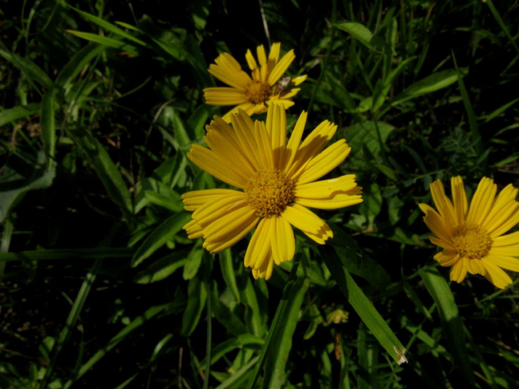 Buphthalmum salicifolium