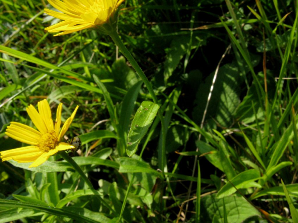 Buphthalmum salicifolium