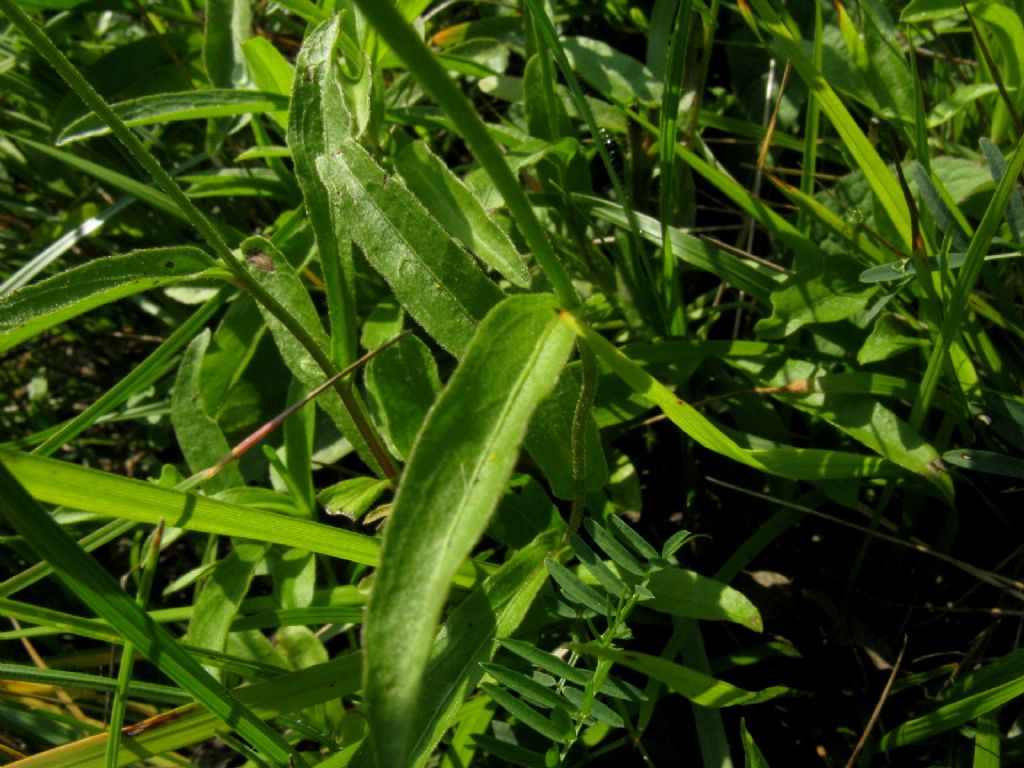 Buphthalmum salicifolium