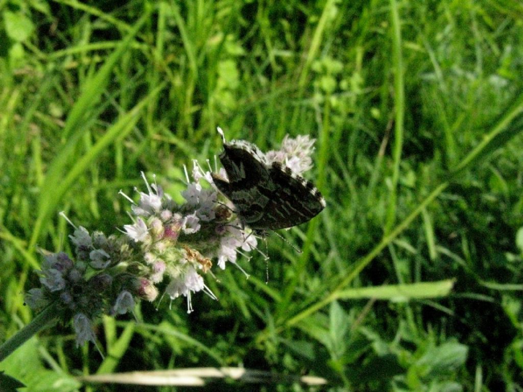 Cacyreus marshalli - Lycaenidae