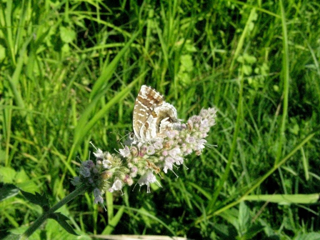 Cacyreus marshalli - Lycaenidae