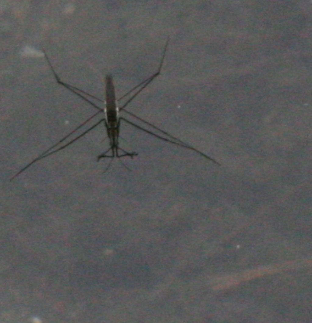 Gerris sp. identificabile?