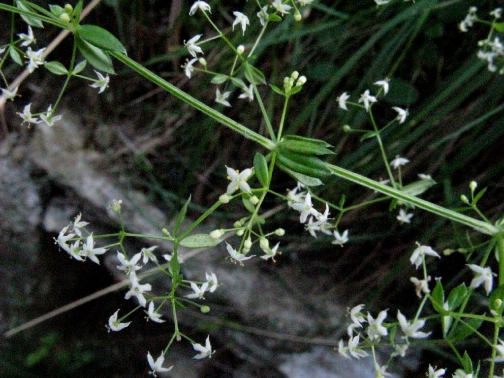 Galium...? S, Galium mollugo