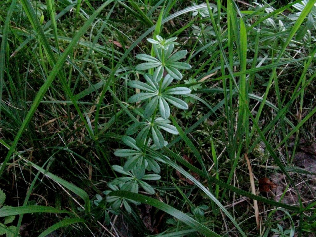 Galium...? S, Galium mollugo