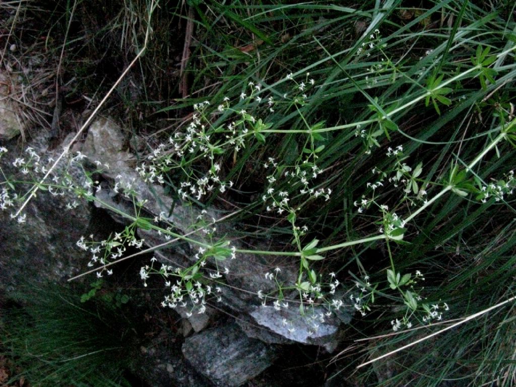 Galium...? S, Galium mollugo