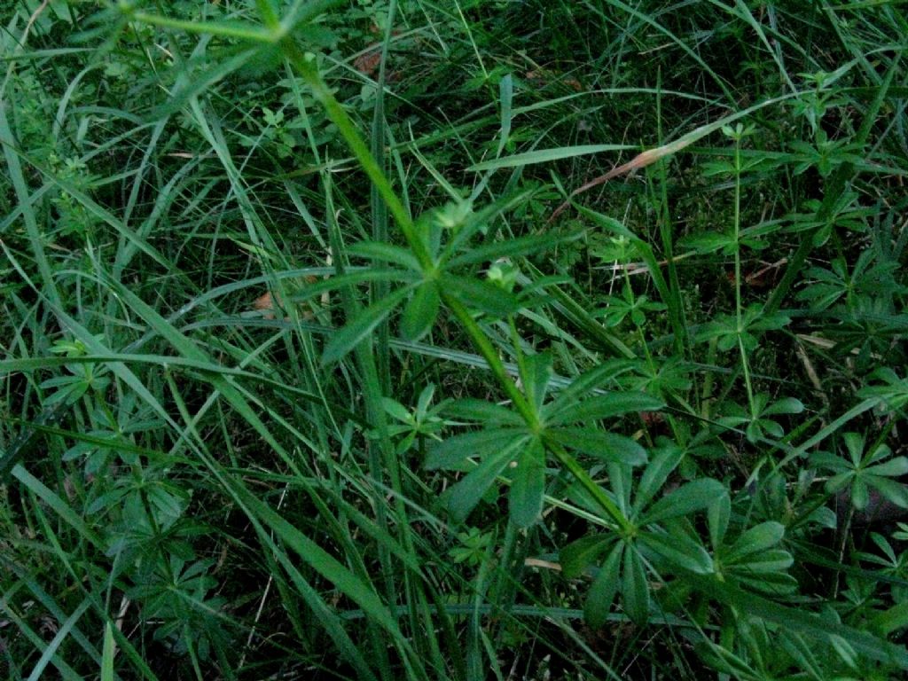 Galium...? S, Galium mollugo