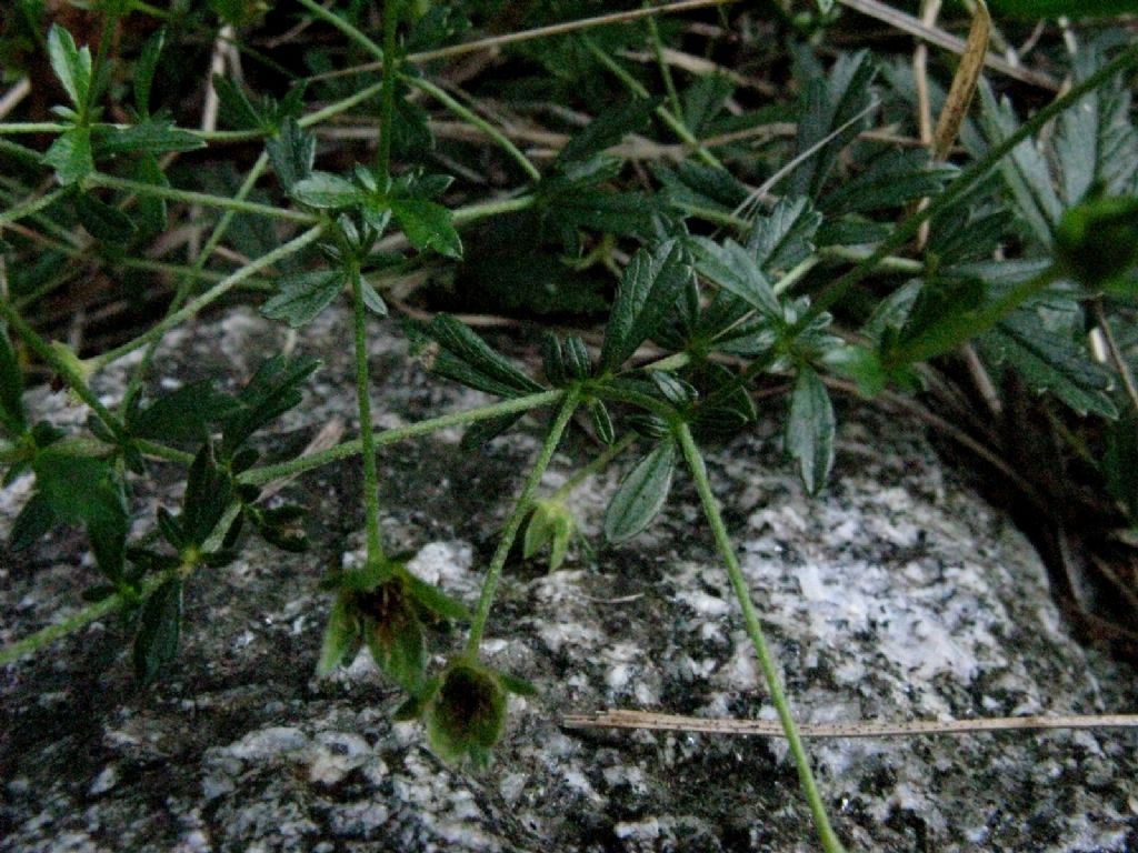 Potentilla erecta (Rosaceae)