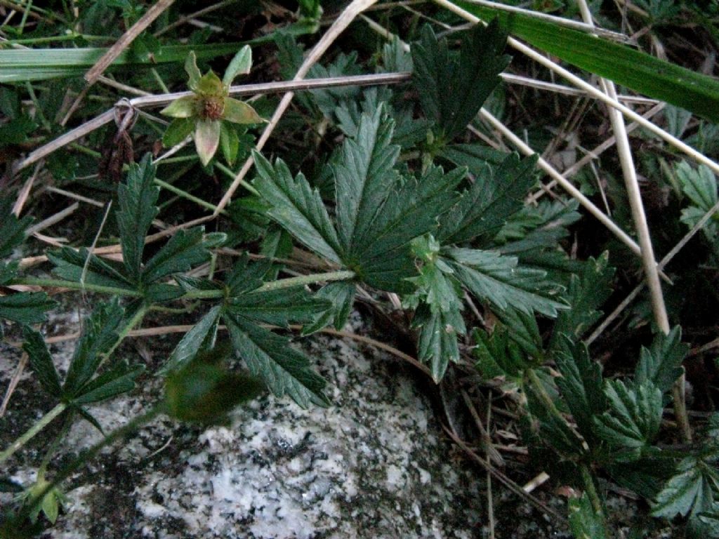 Potentilla erecta (Rosaceae)