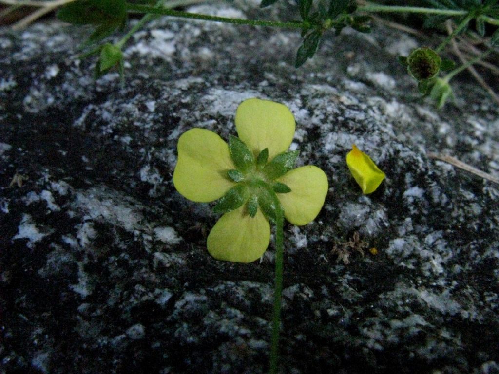 Potentilla erecta (Rosaceae)